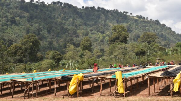 Ethiopie Yirgacheffe Gedeb BIO – Image 2