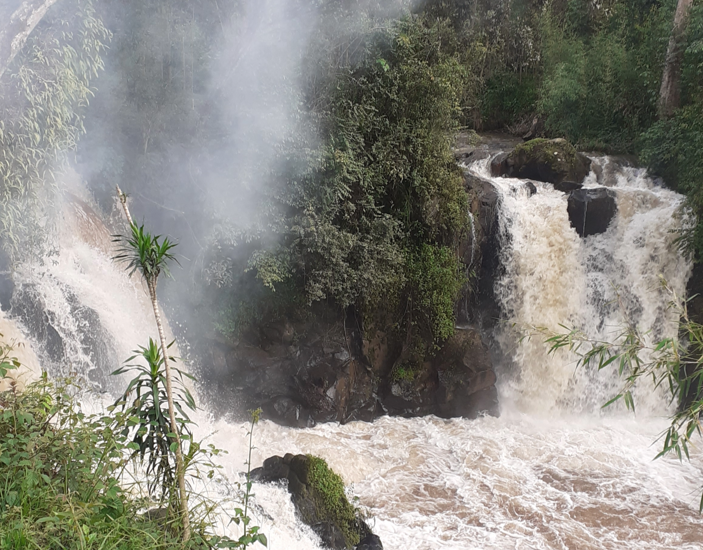 Ethiopie - Sidama Nyala – Image 4