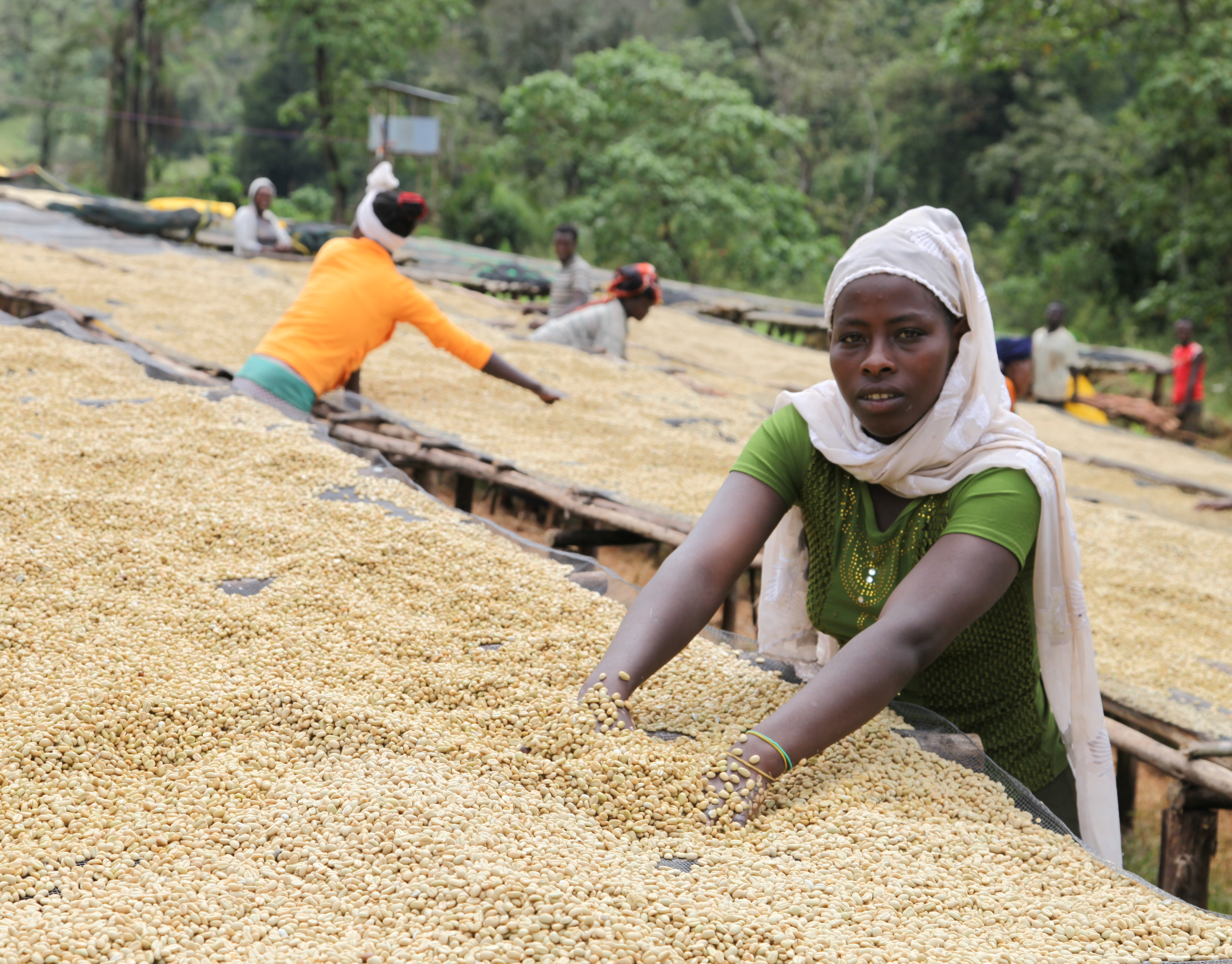 Ethiopie - Sidama Nyala – Image 5